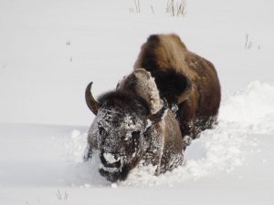 YNP Winter Bison